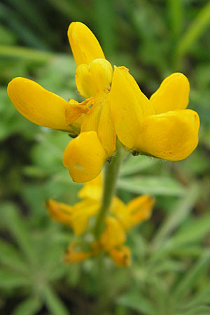 Lupinus luteus \ Gelbe Lupine / Yellow European Lupin, D Weinheim an der Bergstraße 13.7.2009