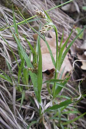 Luzula multiflora \ Vielbltige Hainsimse / Heath Wood-Rush, D Rheinhessen, Wendelsheim 29.4.2010