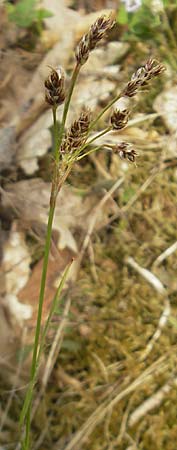 Luzula multiflora \ Vielbltige Hainsimse / Heath Wood-Rush, D Rheinhessen, Wendelsheim 29.4.2010