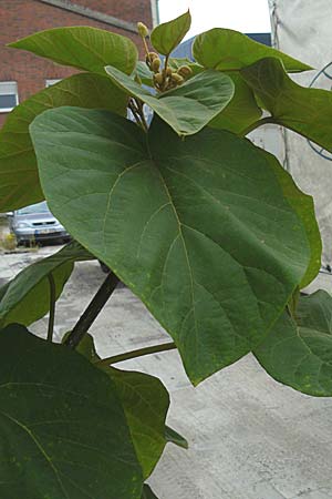 Paulownia tomentosa / Princess Tree, Foxglove Tree, D Ludwigshafen 11.9.2008