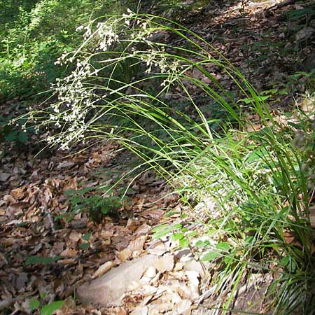 Luzula luzuloides \ Weiliche Hainsimse / White Wood-Rush, D Neckargemünd 23.5.2011