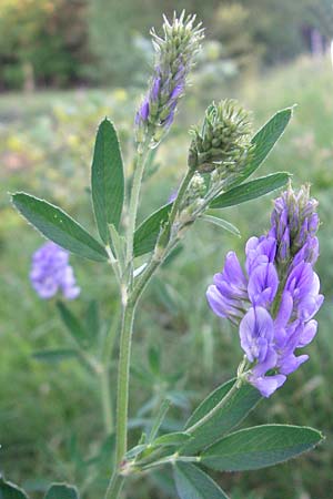 Medicago sativa \ Luzerne, Saat-Luzerne, D Pfalz, Speyer 25.5.2012