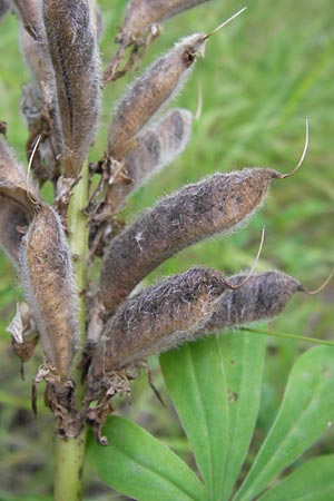 Lupinus polyphyllus / Garden Lupin, D Mannheim 18.7.2012