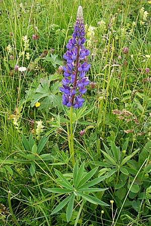 Lupinus polyphyllus \ Vielblttrige Lupine, D Rhön, Wasserkuppe 6.7.2013