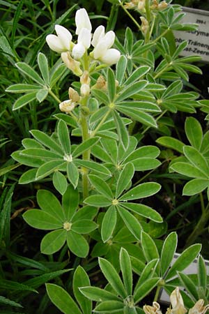 Lupinus albus subsp. albus \ Weie Lupine, D Eichstätt 17.6.2014