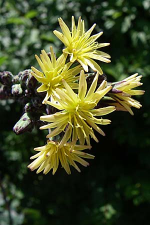 Lactuca virosa \ Gift-Lattich / Great Lettuce, D Kellenbach 7.7.2008