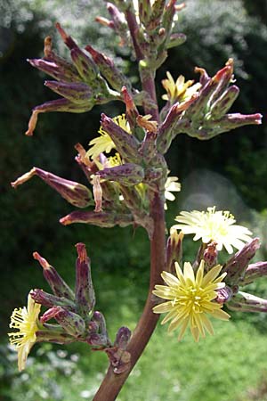 Lactuca virosa \ Gift-Lattich / Great Lettuce, D Kellenbach 7.7.2008