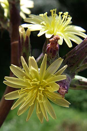 Lactuca virosa \ Gift-Lattich / Great Lettuce, D Kellenbach 7.7.2008