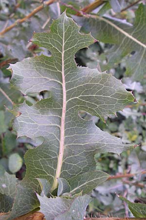 Lactuca virosa / Great Lettuce, D Kellenbach 7.7.2008