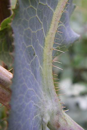 Lactuca virosa \ Gift-Lattich / Great Lettuce, D Kellenbach 7.7.2008