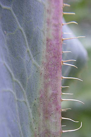 Lactuca virosa / Great Lettuce, D Kellenbach 7.7.2008