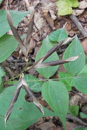 Lathyrus vernus / Spring Pea, D Bodman 17.6.2011