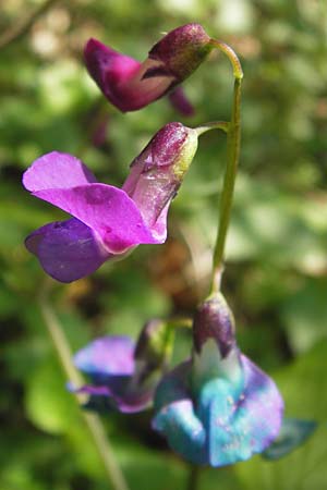 Lathyrus vernus \ Frhlings-Platterbse, D Mainberg 5.5.2013