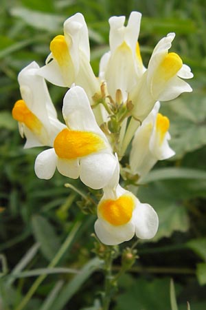 Linaria vulgaris / Common Toadflax, D Mannheim 29.9.2013