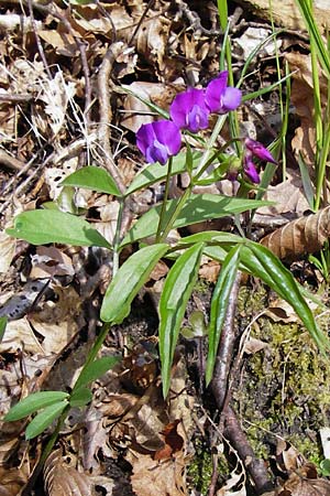 Lathyrus vernus / Spring Pea, D Obernzell an der Donau 30.3.2014