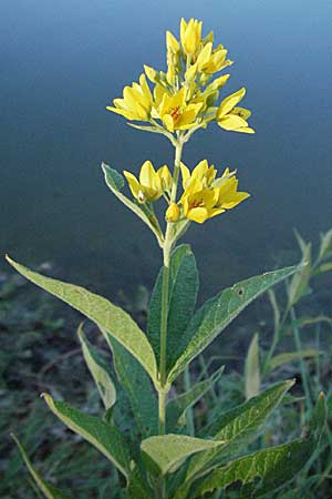 Lysimachia vulgaris \ Gilb-Weiderich, D Eisenberg 17.7.2006