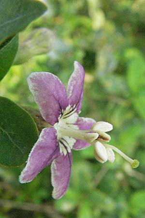 Lycium chinense \ Chinesischer Bocksdorn, D Mannheim 23.8.2006