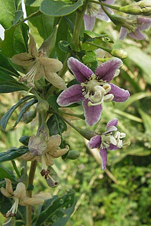 Lycium chinense \ Chinesischer Bocksdorn, D Mannheim 23.8.2006