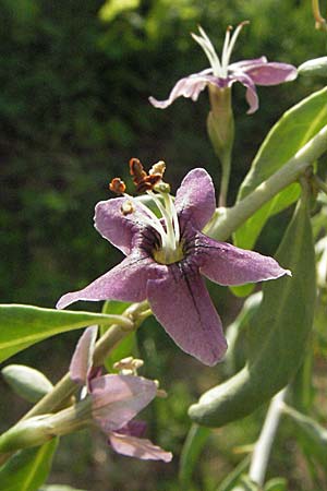 Lycium barbarum \ Gewhnlicher Bocksdorn / Duke of Argyll's Tea-Plant, D Mannheim 8.5.2007