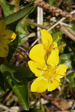 Lysimachia nemorum \ Hain-Gilb-Weiderich / Yellow Pimpernel, D Kempten 22.5.2009