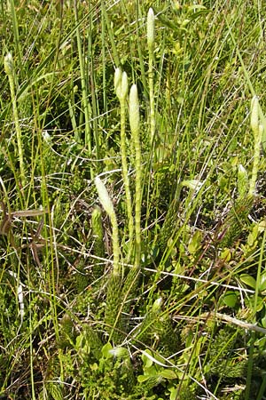 Lycopodium clavatum / Stag's-Horn Clubmoss, Common Clubmoss, D Oberstdorf 22.6.2011