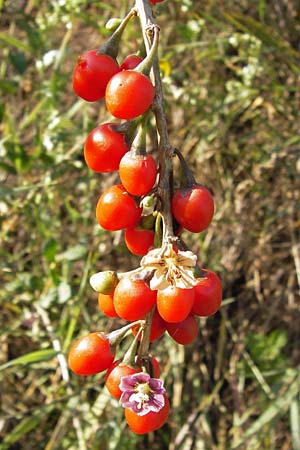 Lycium chinense / China Tea-Plant, D Mannheim 13.9.2012