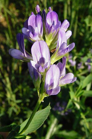 Medicago x varia \ Bastard-Luzerne / Sand Lucerne, D Altrip 2.8.2014