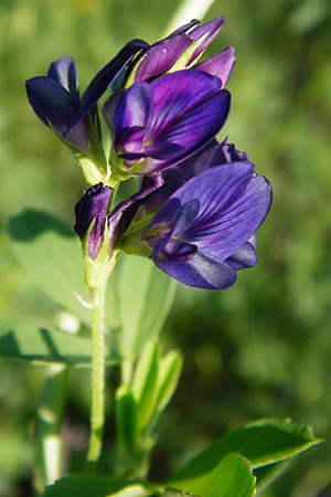 Medicago x varia \ Bastard-Luzerne / Sand Lucerne, D Altrip 2.8.2014