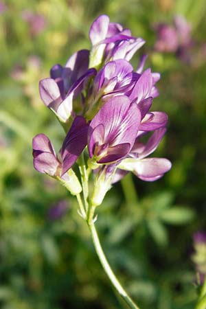 Medicago x varia \ Bastard-Luzerne / Sand Lucerne, D Altrip 2.8.2014