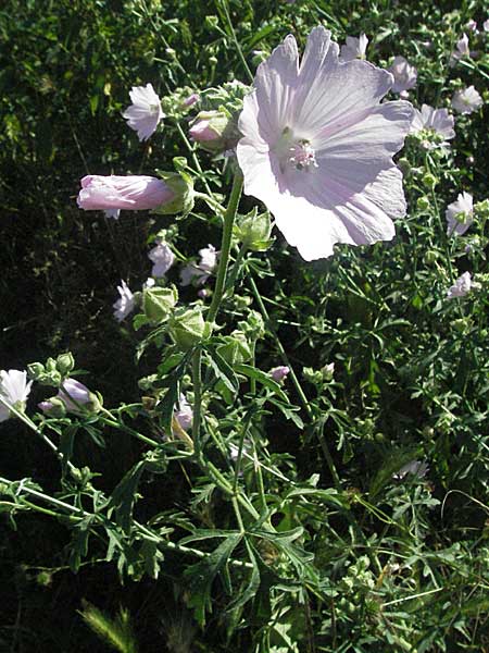 Malva alcea \ Rosen-Malve, Spitzblatt-Malve / Hollyhock Mallow, D Ludwigshafen 3.7.2006