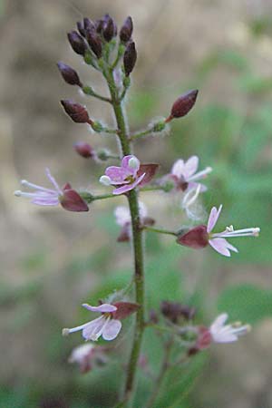 Circaea glabrescens ? / Pink Enchanter's Nightshade, D Mannheim 20.7.2006