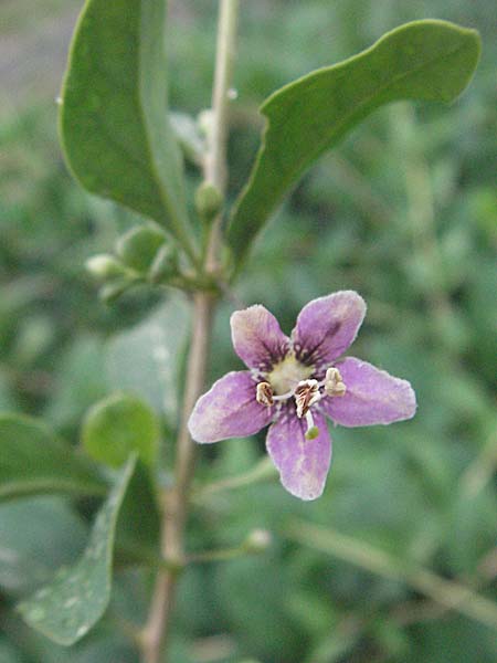 Lycium chinense \ Chinesischer Bocksdorn / China Tea-Plant, D Mannheim 28.7.2006