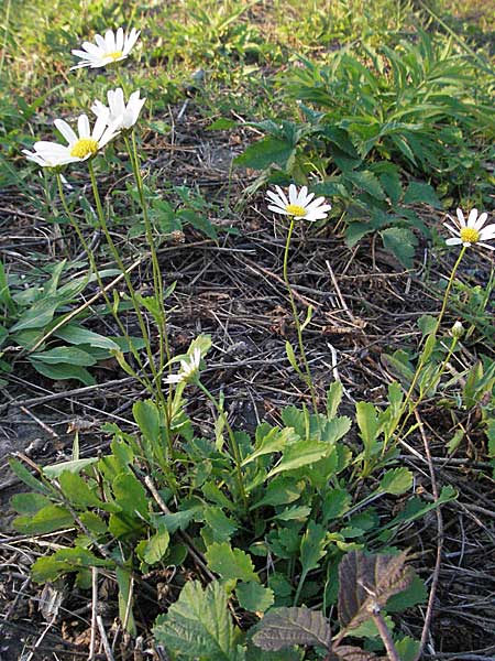 Leucanthemum vulgare \ Magerwiesen-Margerite, Frhe Wucherblume, D Mannheim 21.9.2006