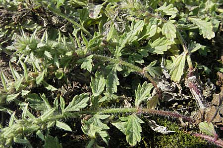 Verbena bracteata \ Tragblatt-Eisenkraut / Bracted Vervain, D Mannheim-Rheinau Hafen/port 23.9.2006