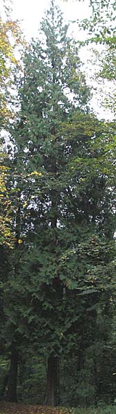 Sequoiadendron giganteum / Giant Sequoia, Giant Redwood, D Weinheim an der Bergstraße 28.10.2006