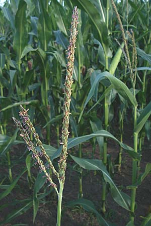 Zea mays / Maize, Sweetcorn, D Oftersheim 10.7.2008