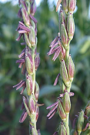 Zea mays \ Mais / Maize, Sweetcorn, D Oftersheim 10.7.2008