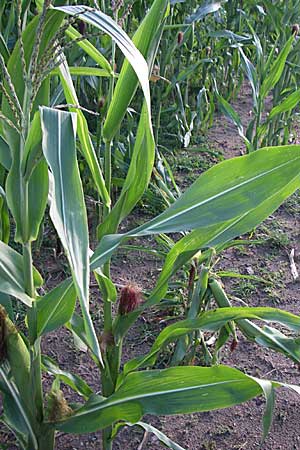 Zea mays \ Mais / Maize, Sweetcorn, D Oftersheim 10.7.2008