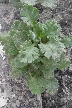 Senecio viscosus \ Klebriges Greiskraut / Sticky Groundsel, D Mannheim 3.5.2009