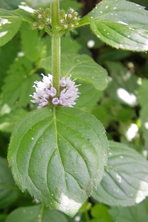 Mentha arvensis \ Acker-Minze / Corn Mint, D Heidelberg 6.9.2009