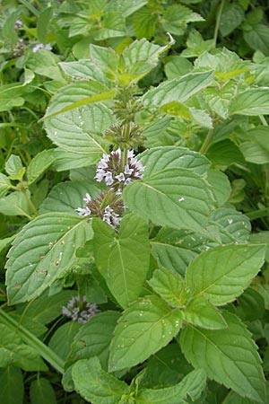 Mentha arvensis \ Acker-Minze / Corn Mint, D Heidelberg 6.9.2009