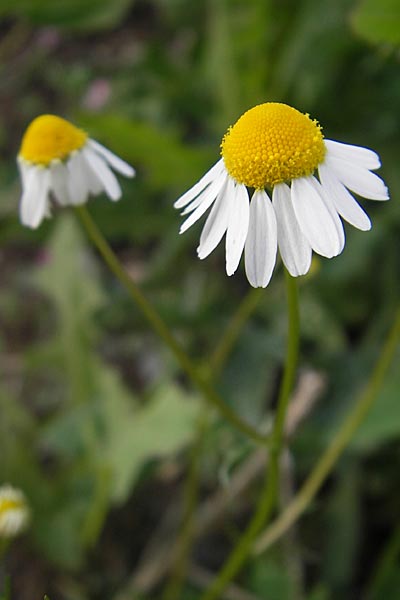 Matricaria recutita \ Echte Kamille / Scented Mayweed, D Mannheim 18.5.2010