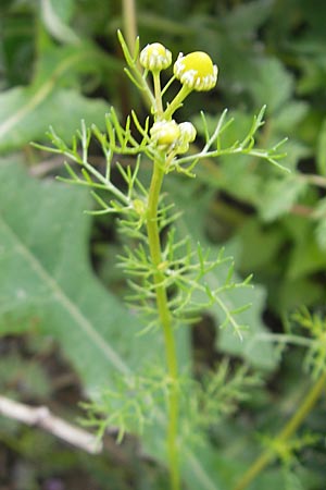 Matricaria recutita \ Echte Kamille / Scented Mayweed, D Mannheim 19.5.2010