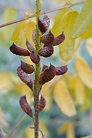 Amorpha fruticosa \ Gemeiner Bastard-Indigo, Bleibusch, D Mannheim 26.9.2007