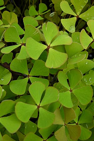 Marsilea quadrifolia \ Klee-Farn / Four-Leaf Clover, Shamrock Plant, D Botan. Gar.  Universit.  Mainz 13.9.2008