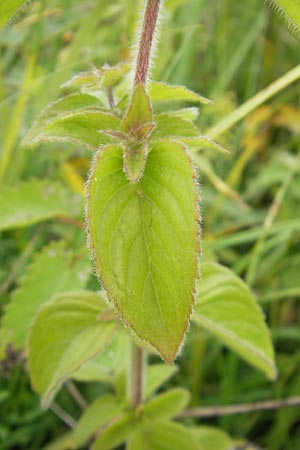 Mentha aquatica \ Wasser-Minze, D Gessertshausen 30.7.2011