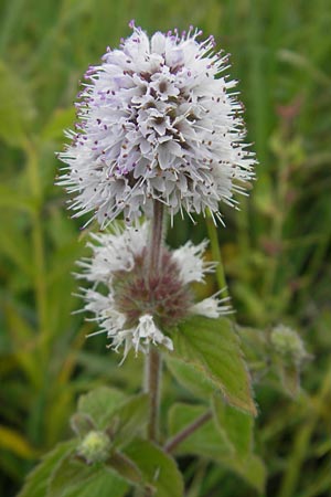 Mentha aquatica \ Wasser-Minze, D Gessertshausen 30.7.2011