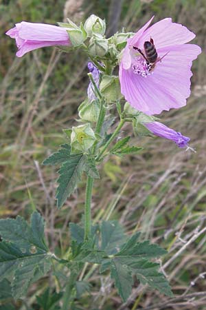 Malva alcea \ Rosen-Malve, Spitzblatt-Malve, D Reilingen 23.8.2012