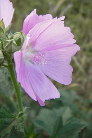 Malva alcea \ Rosen-Malve, Spitzblatt-Malve, D Reilingen 23.8.2012