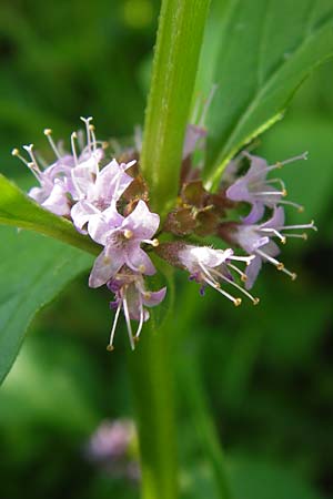 Mentha arvensis \ Acker-Minze / Corn Mint, D Lampertheim 16.8.2013